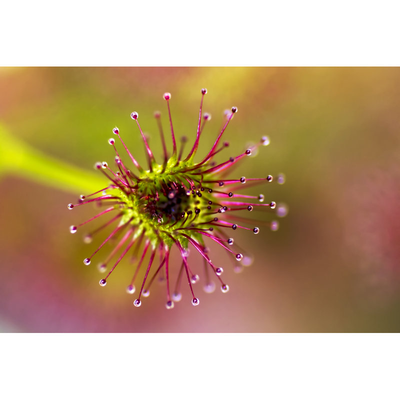 Drosera porrecta 1 Piece Wrapped Canvas Wall Art, 51cm H x 76cm W