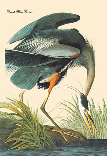 « great hérons » par john james audubon, reproduction d’art, H 42 po x l 28 po x P 1,5 po