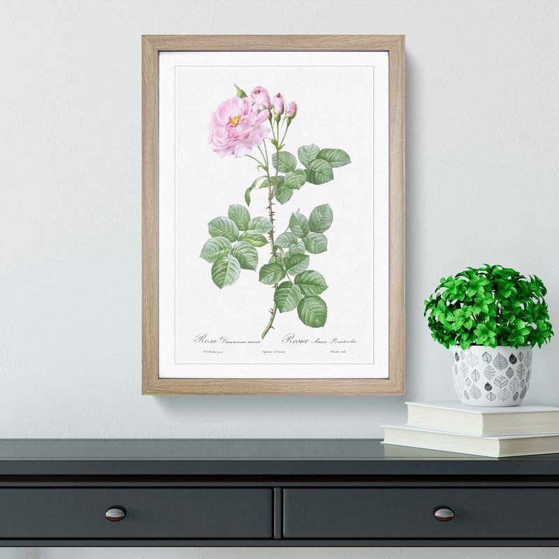 Pink Damask Rose by Pierre-Joseph Redoute - Picture Frame Graphic Art Print, 36cm H x 27cm W x 2cm D, Oak Framed