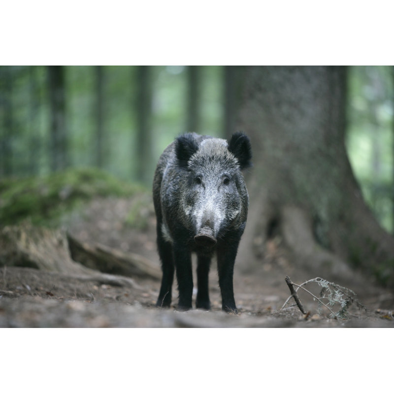 Frew Wild Boar - Wrapped Canvas Print, 30cm H x 46cm W x 3.8cm D