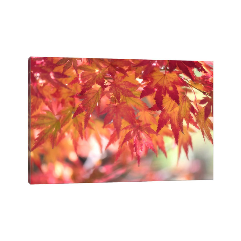 Curtain Of Autumn Leaves by Philippe Sainte-Laudy - Wrapped Canvas Print, 20.32 cm H x 30.48 cm W