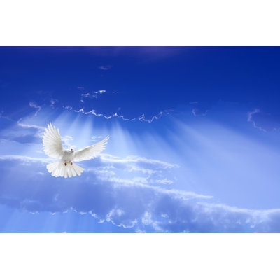 White Dove Flying by Mbolina - Wrapped Canvas Print