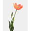 Yellow Orange Tulip 22.5"-875658672