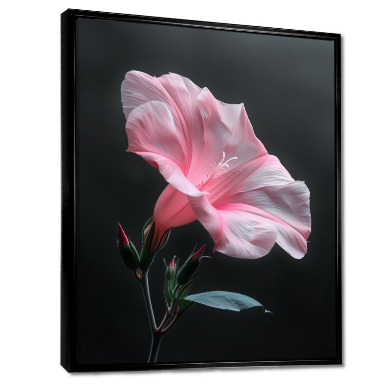 Photo de beauté botanique rose noire et matinale - art mural de la gloire du matin, Cadre flottant noir, H 30 po x l 40 po