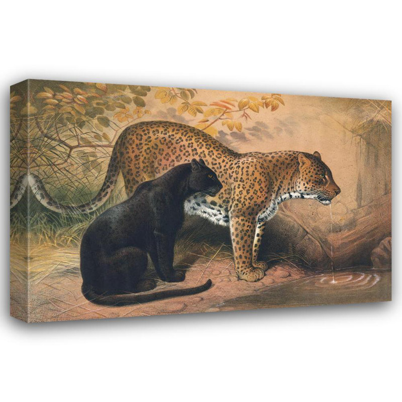 «The Leopard» par Joseph Wolf - Art mural sur toile tendue avec châssis, H 28 po x l 40 po