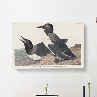 Foolish Guillemots by John Audubon - Wrapped Canvas Painting