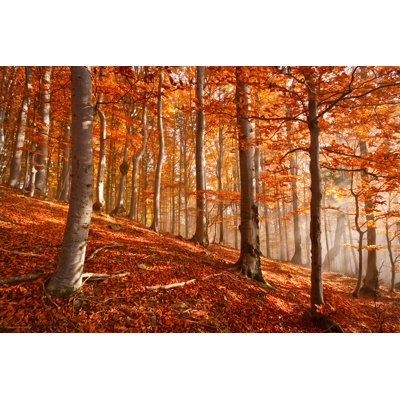 " Carpathian Beech Forest "
