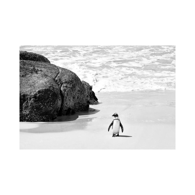 Penguin At Boulders Beach by Philippe Hugonnard - Gallery-Wrapped Canvas Giclée on Canvas, Wrapped Canvas