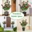 90cm Plant