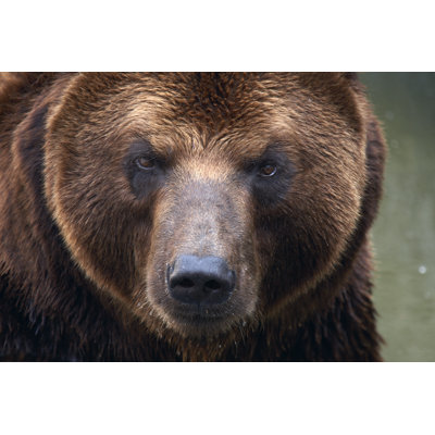 " Brown Bear Face " by Andronn