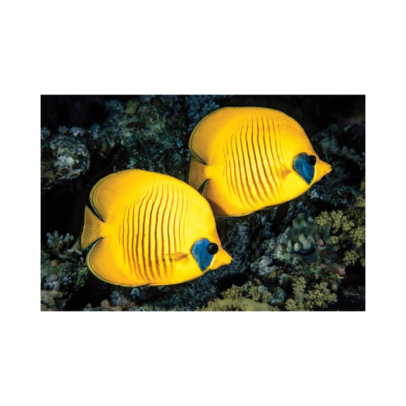 A Masked Butterflyfish, Chaetodon Semilarvatus, Also Known As The Blue-Cheeked Butterflyfish by David Fleetham - No Frame Gallery-Wrapped Canvas Giclée on Canvas