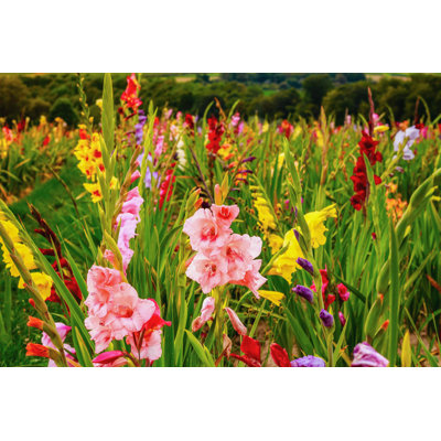 Gladiolus - Wrapped Canvas Photograph
