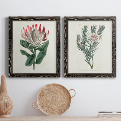 " Protea N13 " 2 - Pieces Painting Print