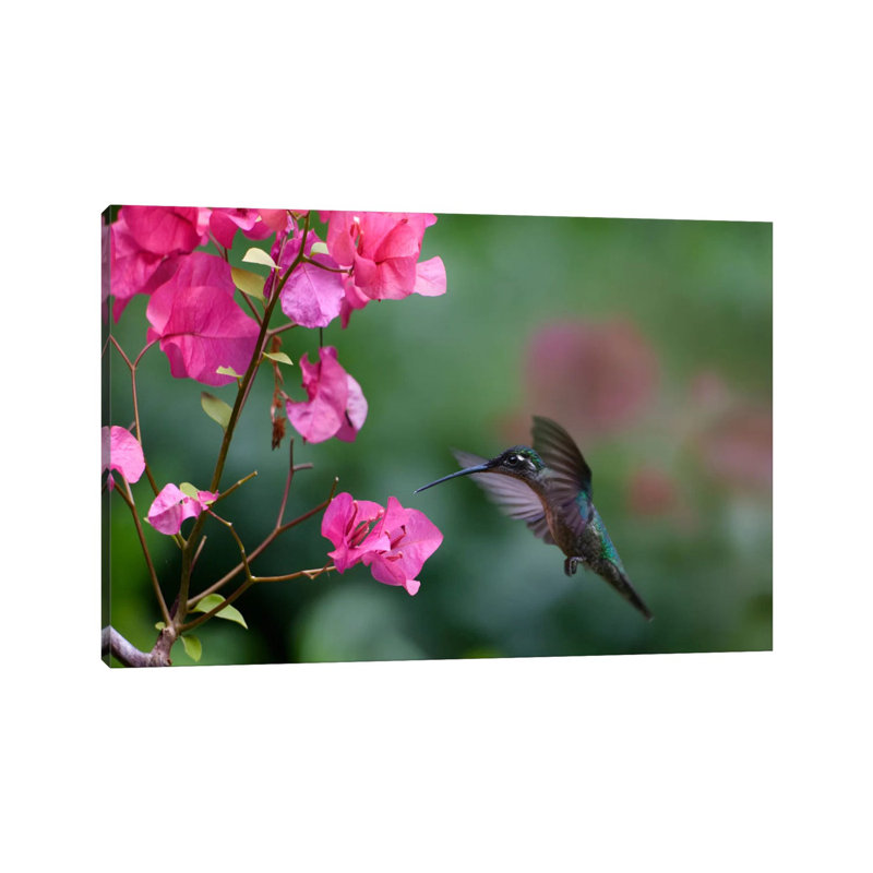 Magnificent Hummingbird Female Feeding At Flower, Costa Rica by Tim Fitzharris - No Frame Gallery-Wrapped Canvas Giclée on Canvas