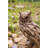 Driftwood Eagle Owl On Stump Statue