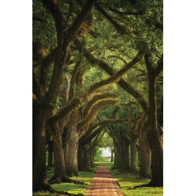 Live Oaks in the Morning Light