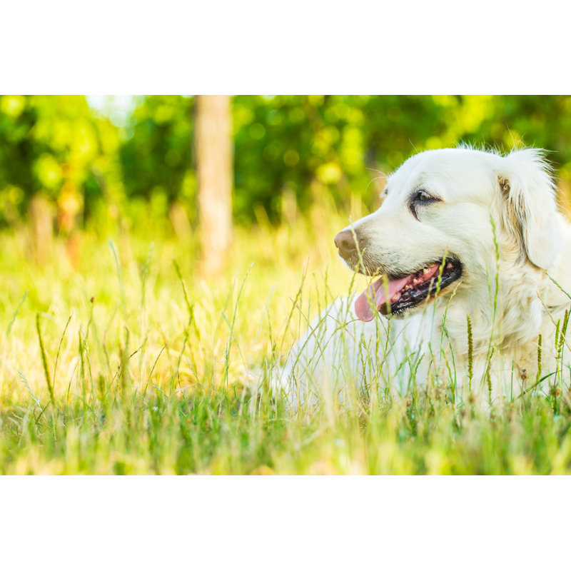 «Dog on Canvas» par Pavelprich cristal, H 8 po x l 12 po x P 1,25 po