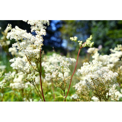 " Meadowsweet " by Dutchlightnetherlands