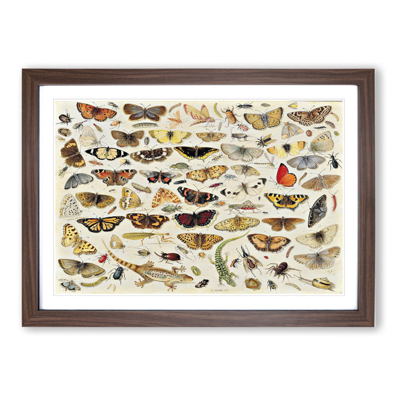 Butterflies and Insects Vol.1 by Jan Van Kessel - Picture Frame Painting, 36cm H x 48cm W x 2cm D, Walnut Framed