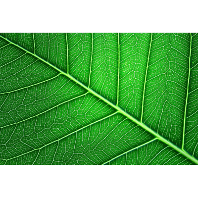 " Pho Leaf "