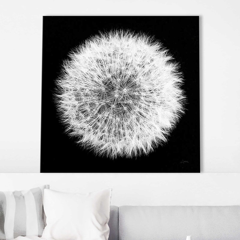 Pissenlit sur fond noir I - photographie, Toile tendue, H 36 po x l 36 po x P 1,5 po