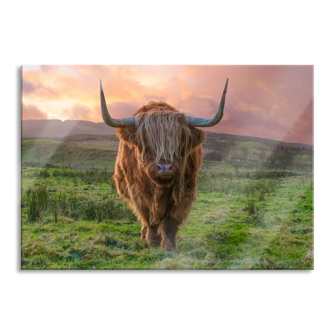 Ungerahmtes Foto auf Glas "Highland Cattle at Sunset"