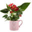 Anthurium Plant in Planter