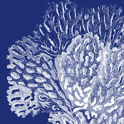 Corail saturé III