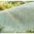 Vert menthe est en rupture de stock