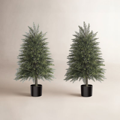 48" Cedar Tree in Pot