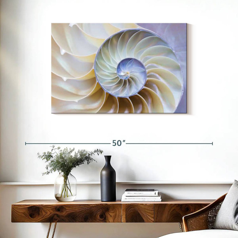 Empty Nautilus Shell, 24" H x 36" W