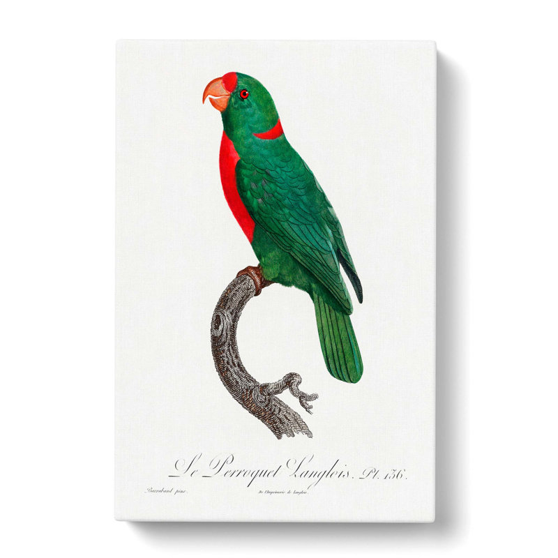 Parrot by F. Levaillant - Wrapped Canvas, 50cm H x 35cm W x 3cm D