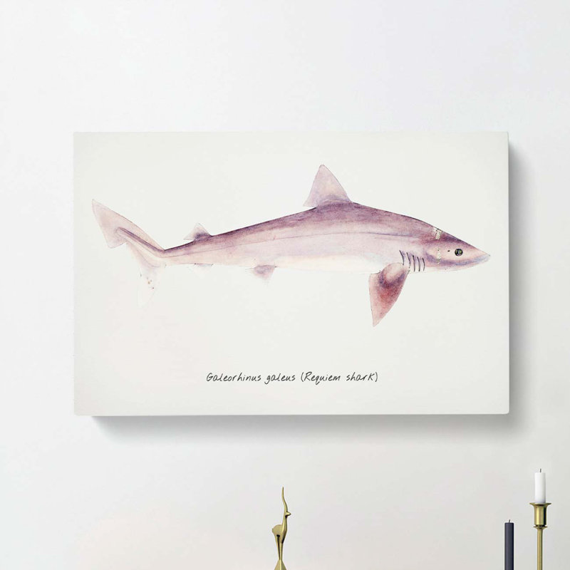 Illustration of a Requiem Shark by F.E. Clarke - Wrapped Canvas, 35cm H x 50cm W x 3cm D