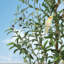 152cm Plant-1453861710