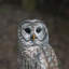 Barred Owl on branch | Handcrafted Decorative Bird Statue for Home & Garden | Premium Polyresin, Weather-Resistant Indoor/Outdoor Decor-651025577