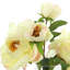 Peonies Floral Arrangement in Vase