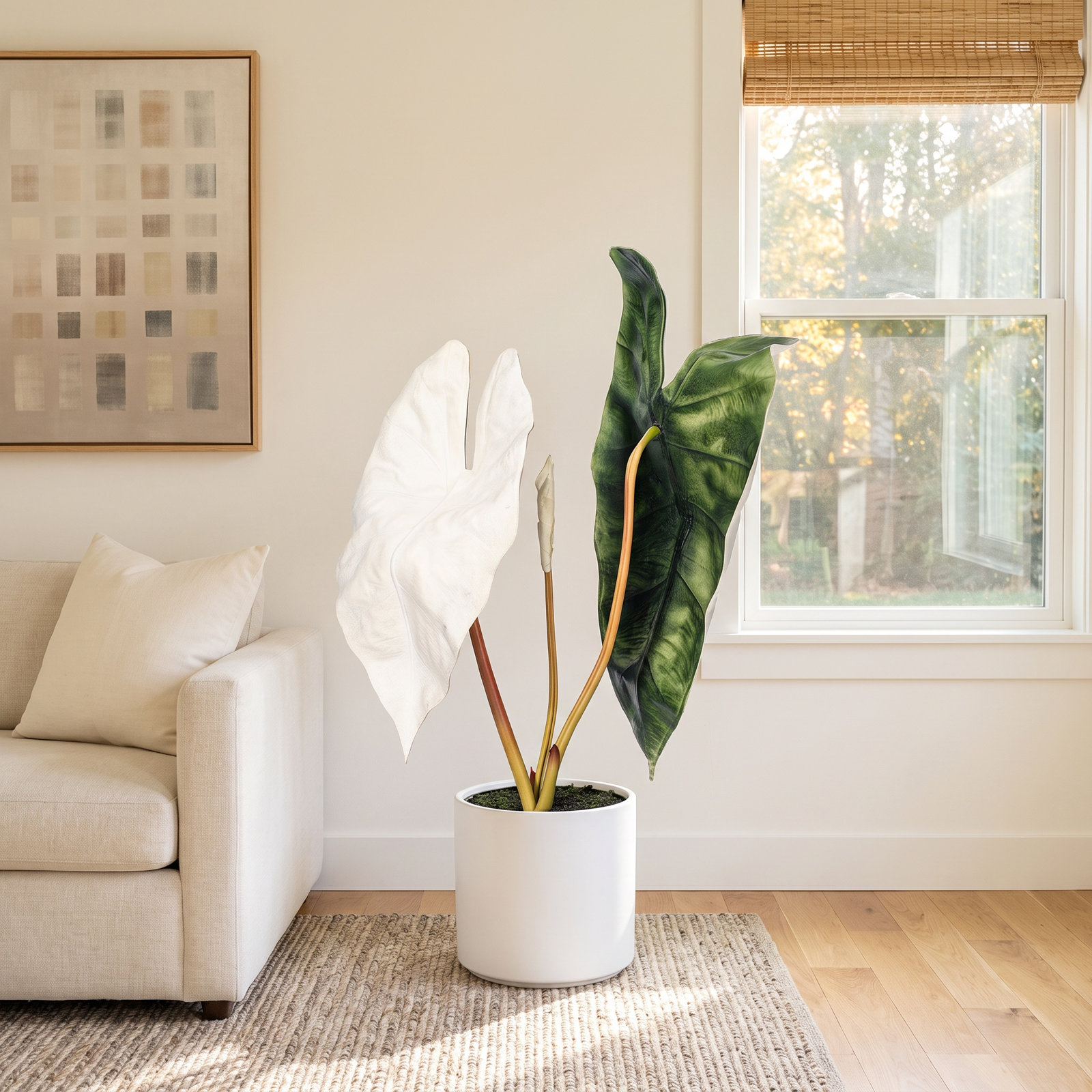 26"  Alocasia Sanderiana Potted Plant