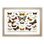 Butterflies & Moths - Picture Frame Graphic Art Print-55512929-55512933