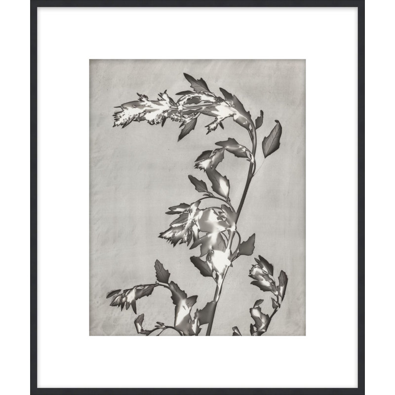 Lucent Botanicals " Lucent Botanicals 3 " by Darrell Kincer, 28.5" H x 25.5" W