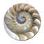 Sea Shell Swirl Print-24078284