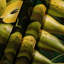 Tapisserie murale «Fruit Pawpaw»-133642278