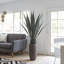 Agave d'intérieur / extérieur Panama en pot-1399351324-1399351323