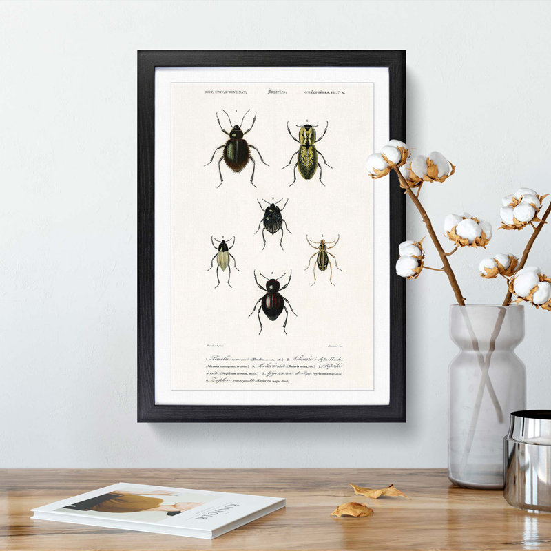 Beetle Illustrations PL.7a by Charles D'Orbigny - Single Picture Frame Print, Black Framed, 63cm H x 45cm W x 2cm D