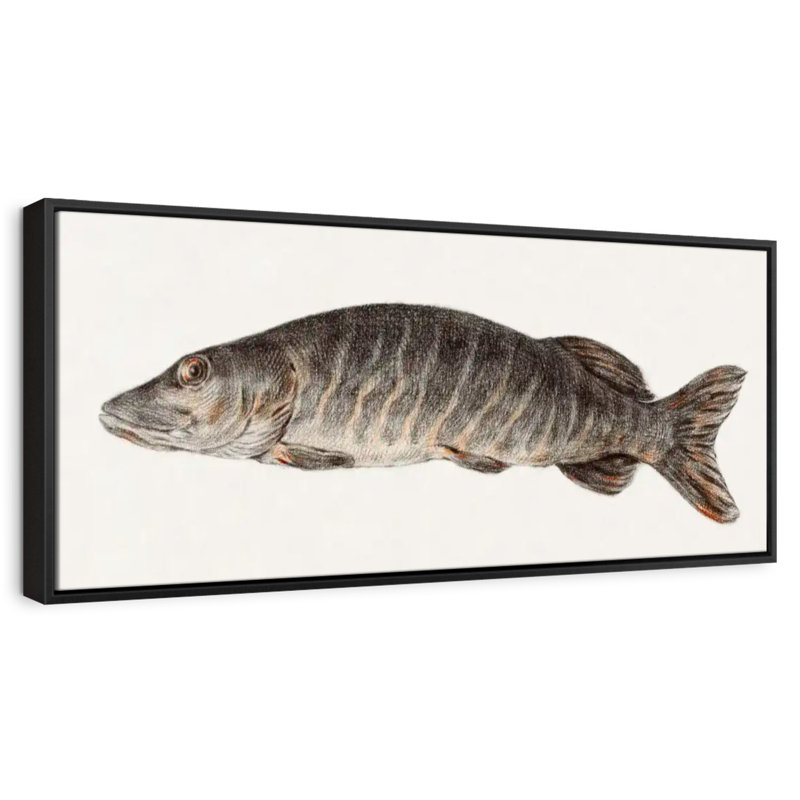 Brochet, Cadre flottant noir, 31 po x 11 po