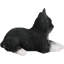 Jetux assis, chat tuxedo