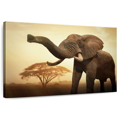 Éléphant d'Afrique Brampt