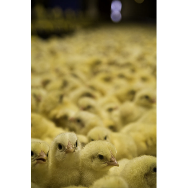 Grand groupe de poussins par Ryanjlane, H 48 po x l 32 po