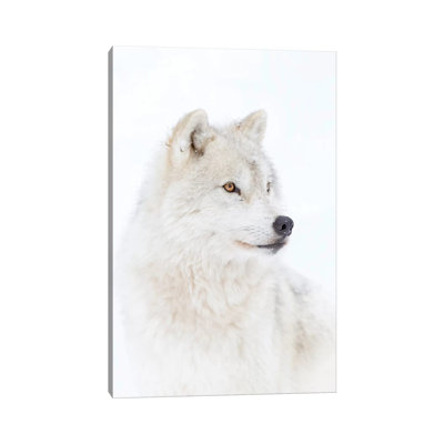 Portrait Of An Arctic Wolf by Jim Cumming - Wrapped Canvas Print