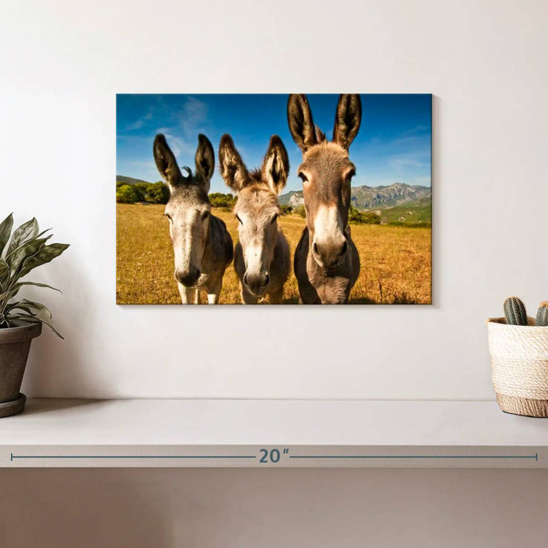 Brampt Donkey Trio, H 8 po x l 12 po