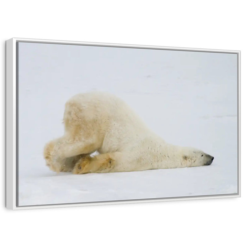 Ours polaire paresseux, Cadre flottant blanc, 40 po x 27 po
